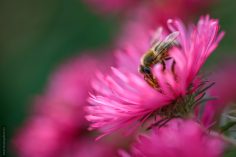 Virágok, méhek<br/>(6 kép)